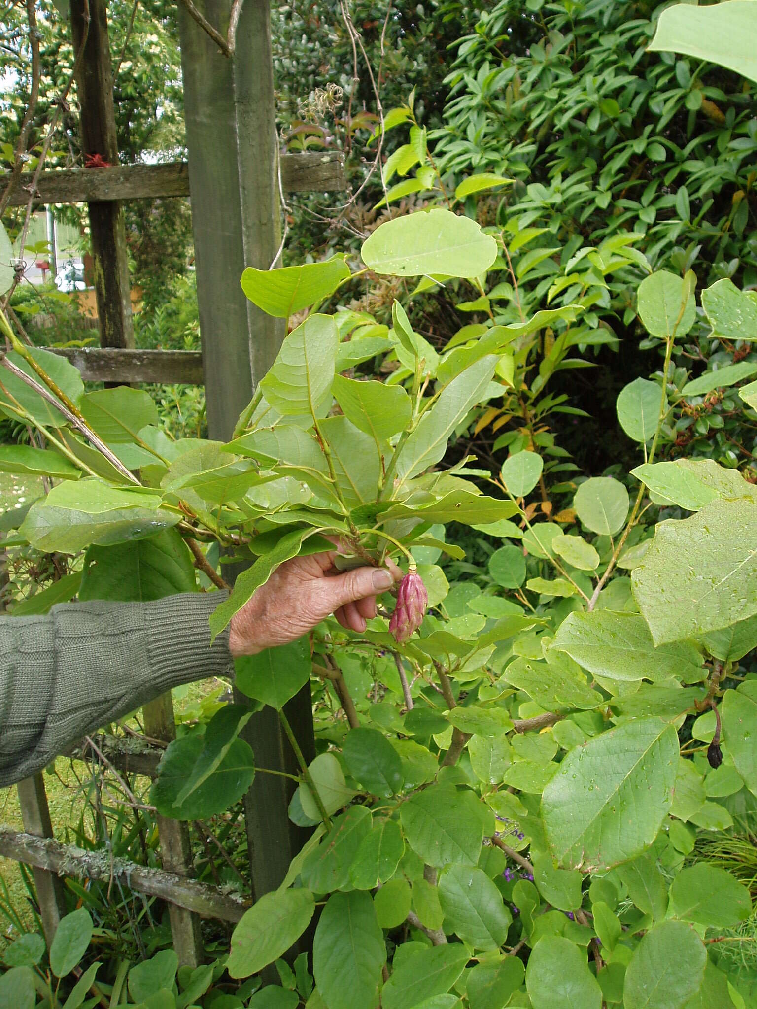 Image of Magnolia sieboldii K. Koch