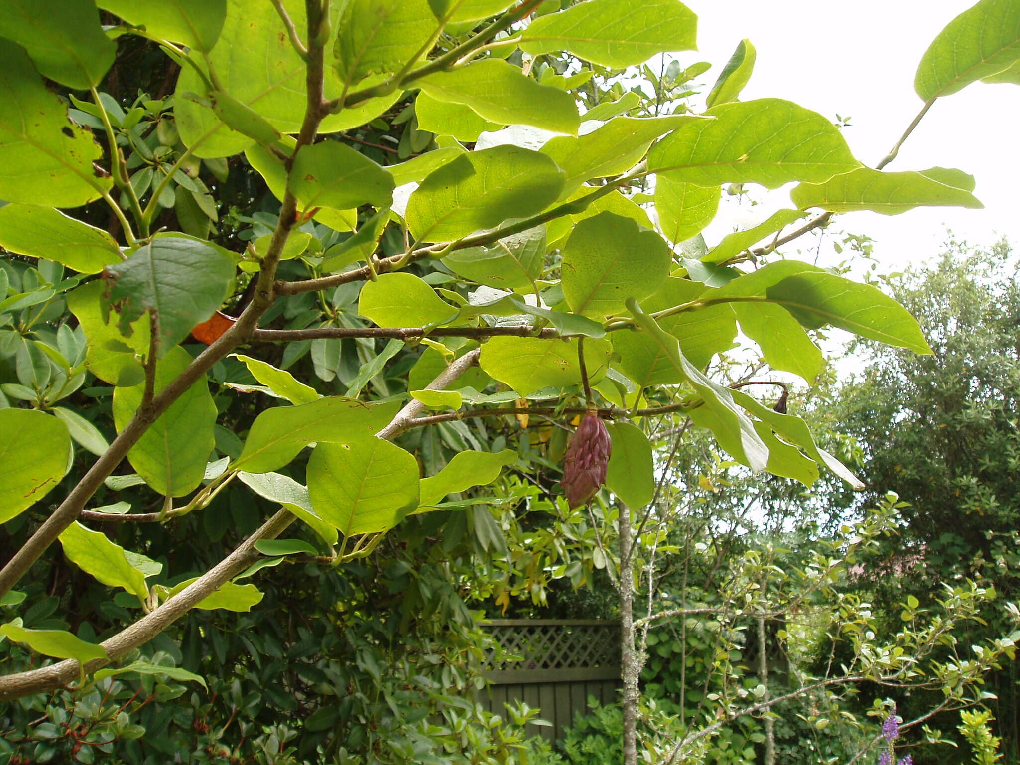 Image of Magnolia sieboldii K. Koch