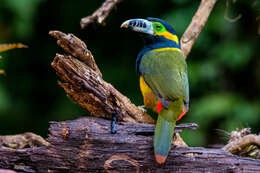 Image of Spot-billed Toucanet