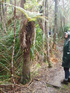 Image of Tree fern