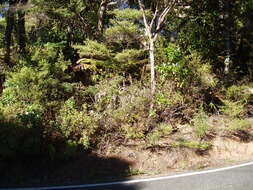 Image of Grevillea aspleniifolia Knight & Salisb.