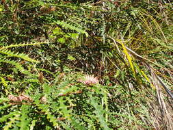 Image of Grevillea aspleniifolia Knight & Salisb.