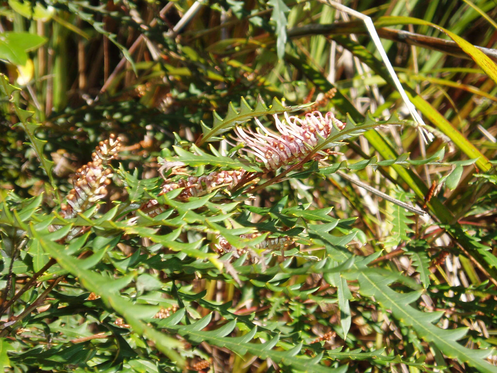 Image of Grevillea aspleniifolia Knight & Salisb.