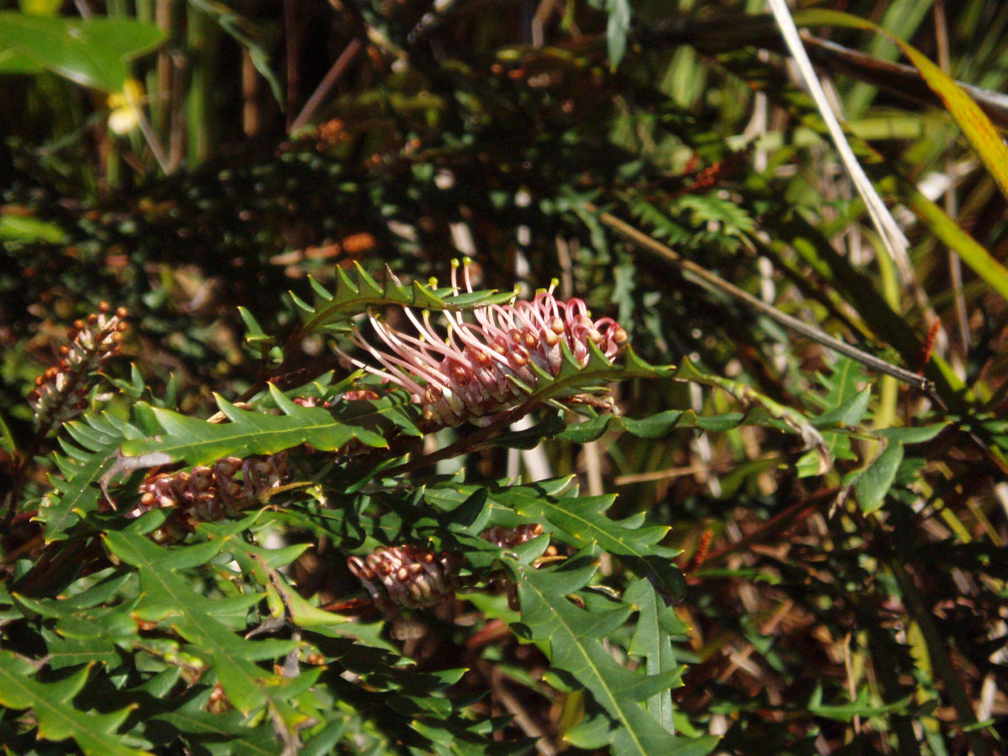 Image of Grevillea aspleniifolia Knight & Salisb.