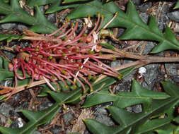 Image of Grevillea aspleniifolia Knight & Salisb.