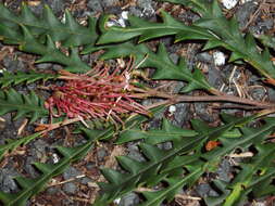 Image of Grevillea aspleniifolia Knight & Salisb.