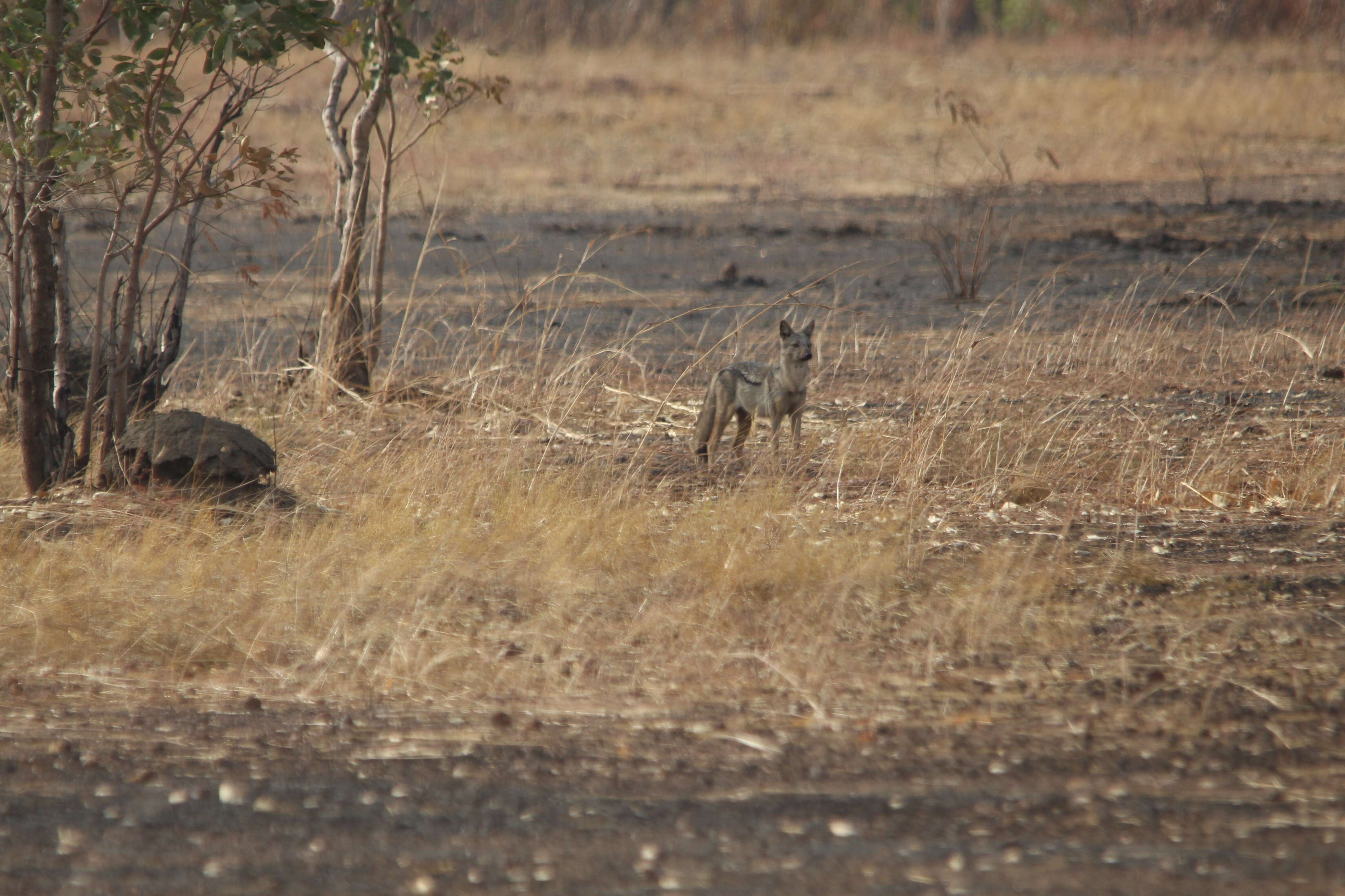 Image of Side-striped Jackal