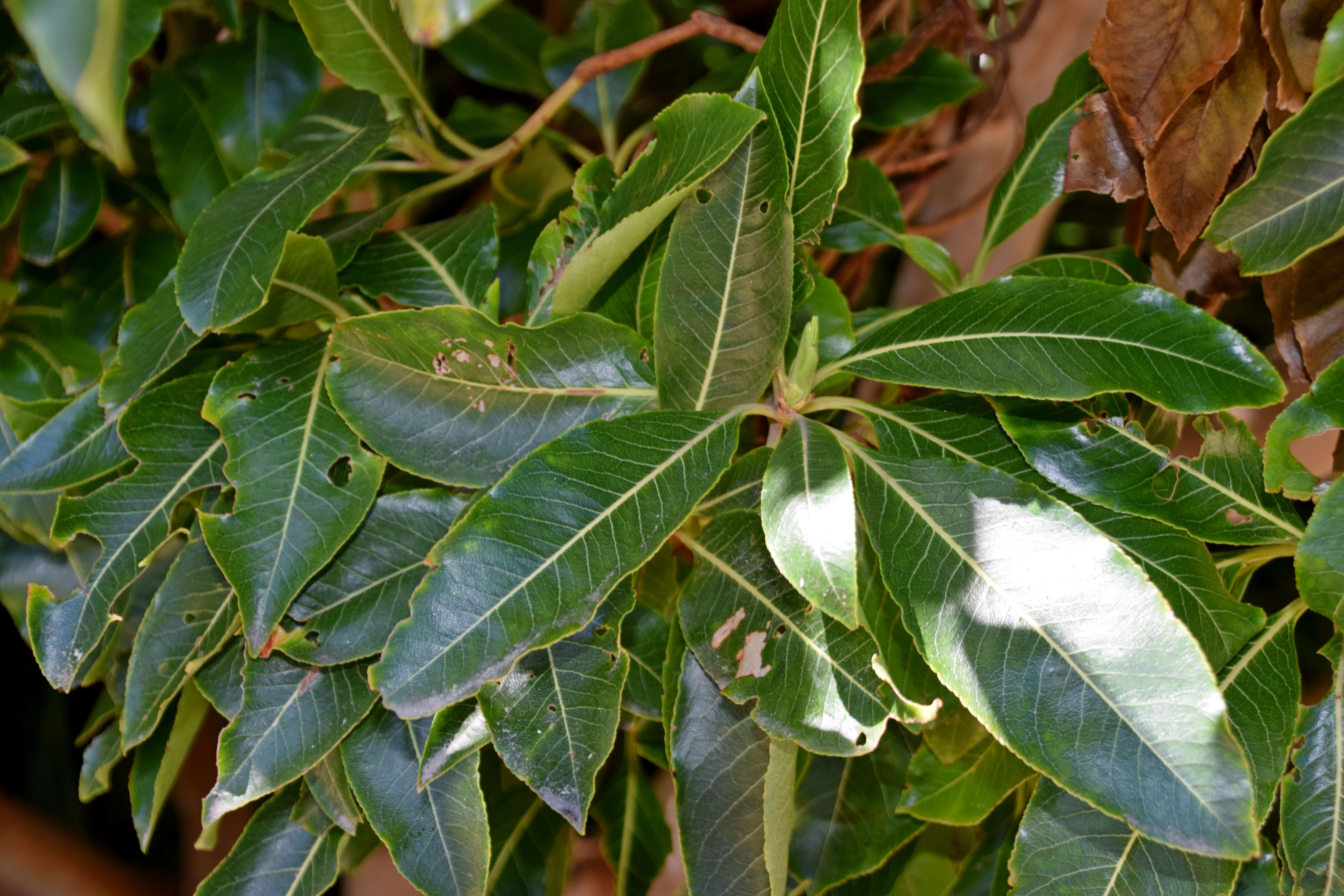 Imagem de Arbutus canariensis Duham.