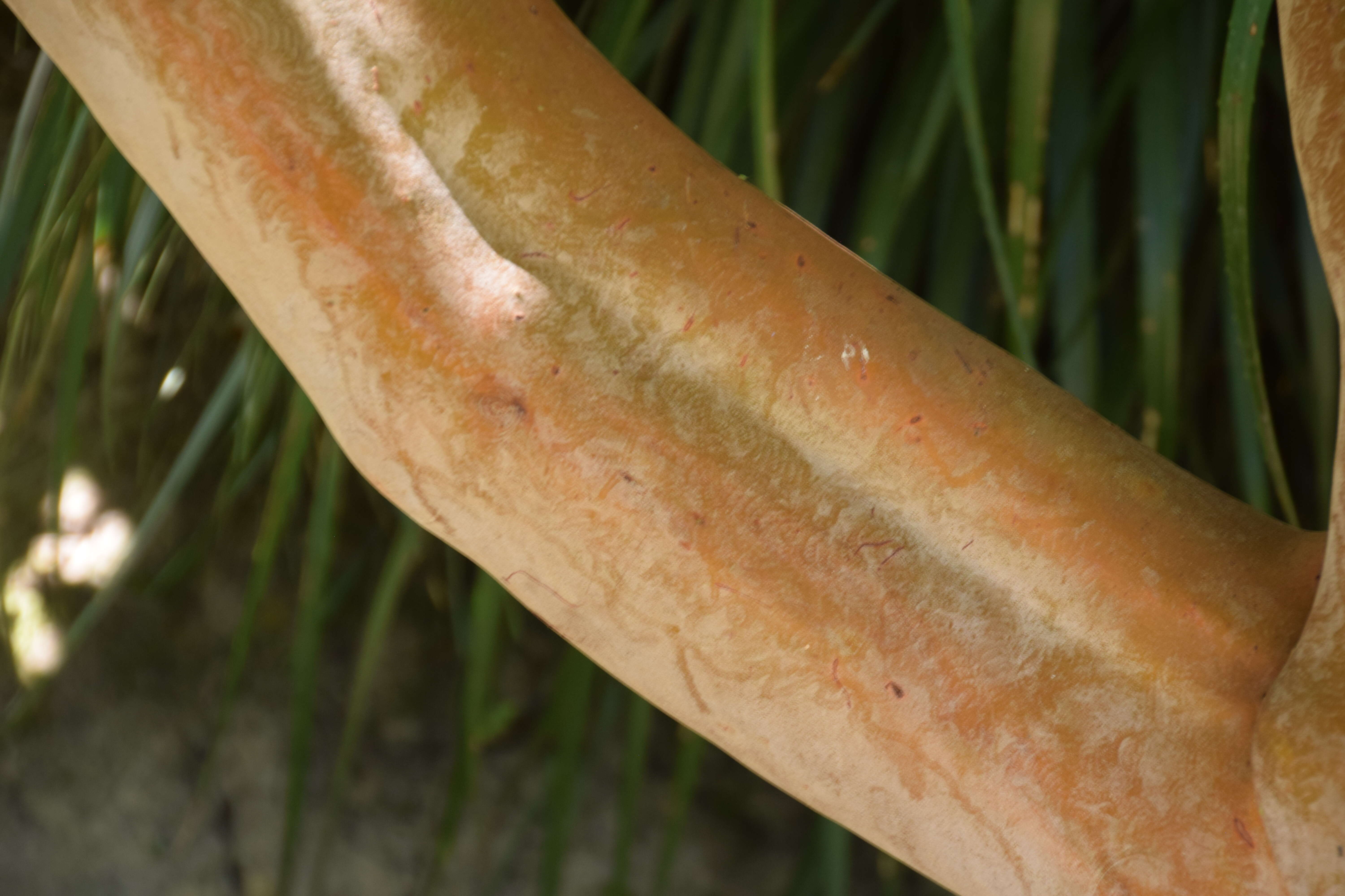 Imagem de Arbutus canariensis Duham.