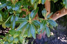 Imagem de Arbutus canariensis Duham.