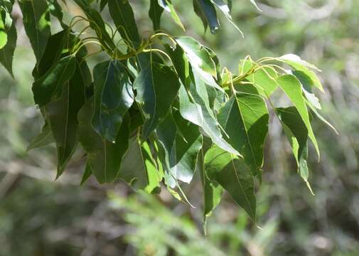 Imagem de Brachychiton diversifolius Terr.