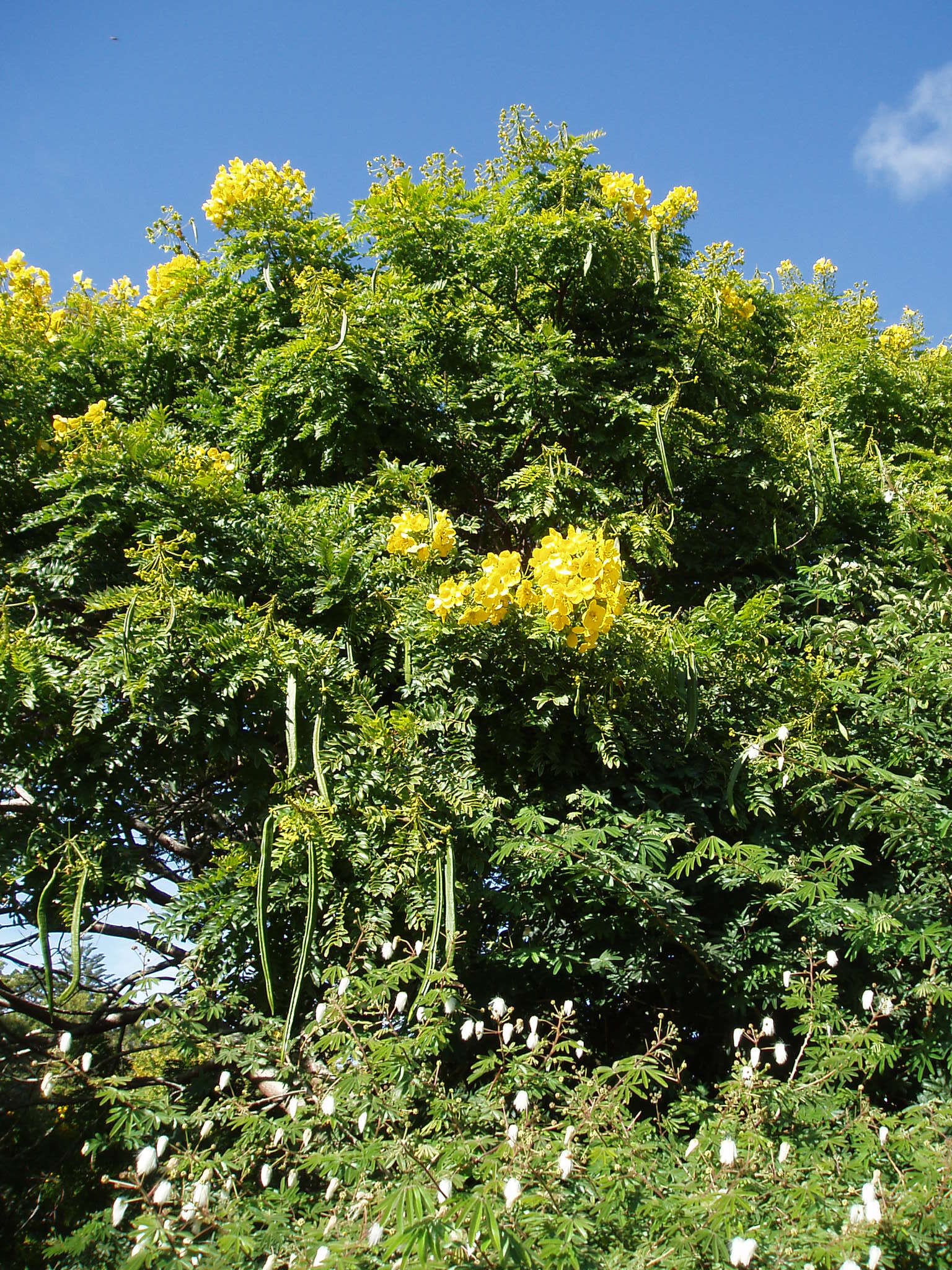 Image of Gold medallion tree