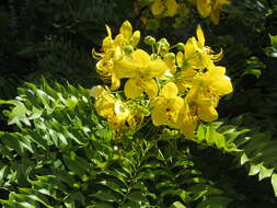 Image of Gold medallion tree