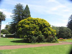 Image of Gold medallion tree