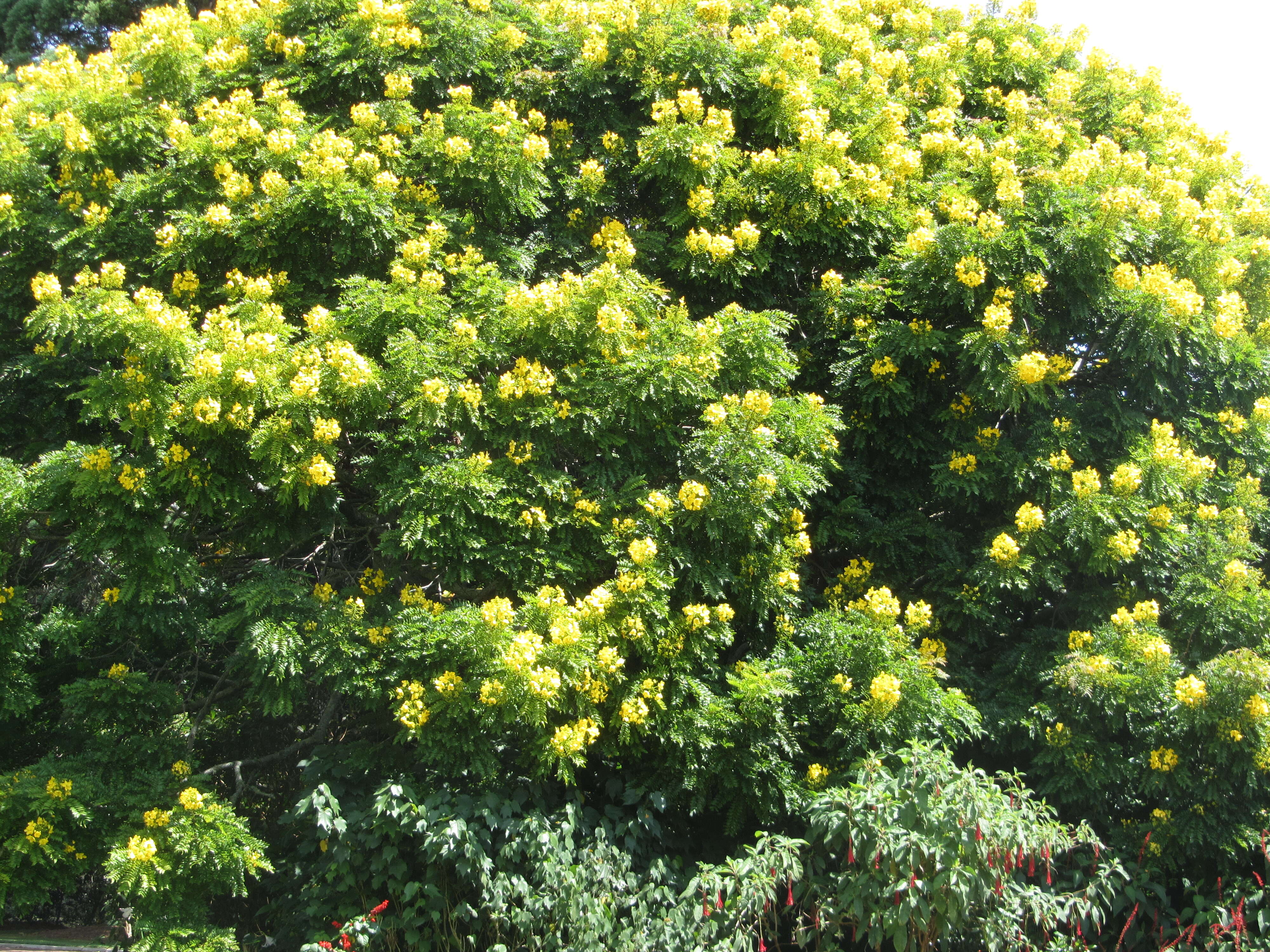 Image of Gold medallion tree