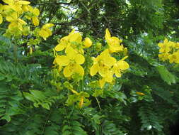 Image of Gold medallion tree