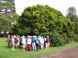 Image of Gold medallion tree