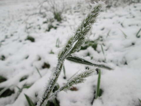 Image of Cocksfoot or Orchard Grass