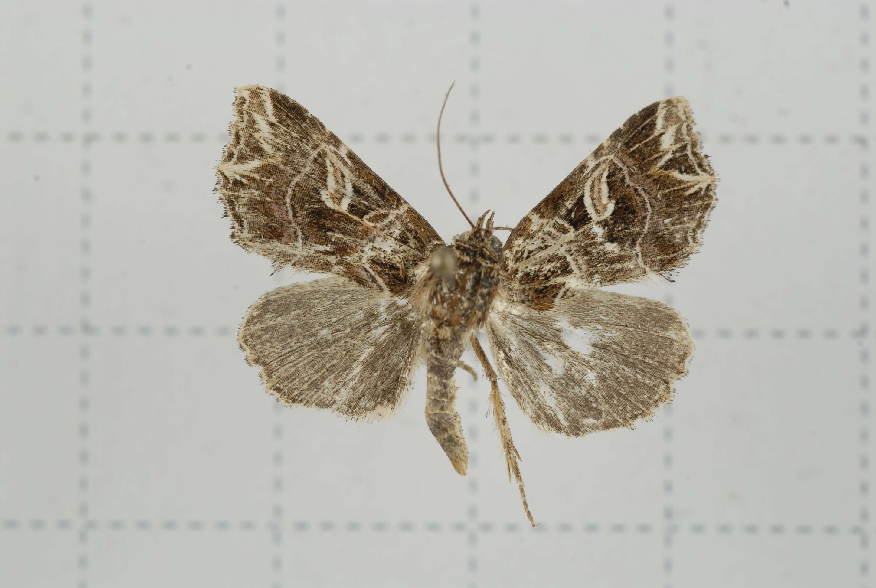 Image de Callopistria duplicans Walker 1857