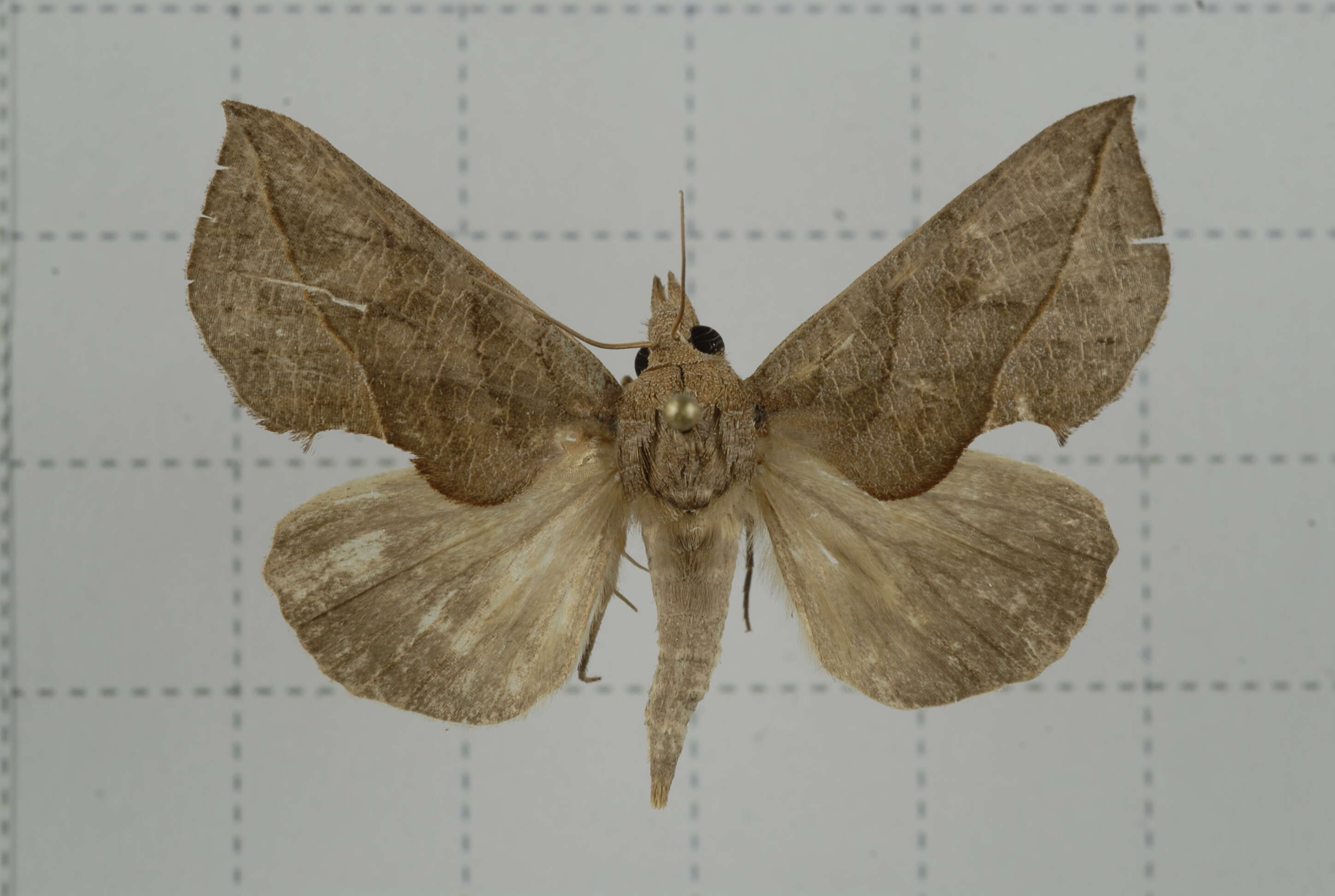 Image of Calyptra minuticornis Guenée 1852