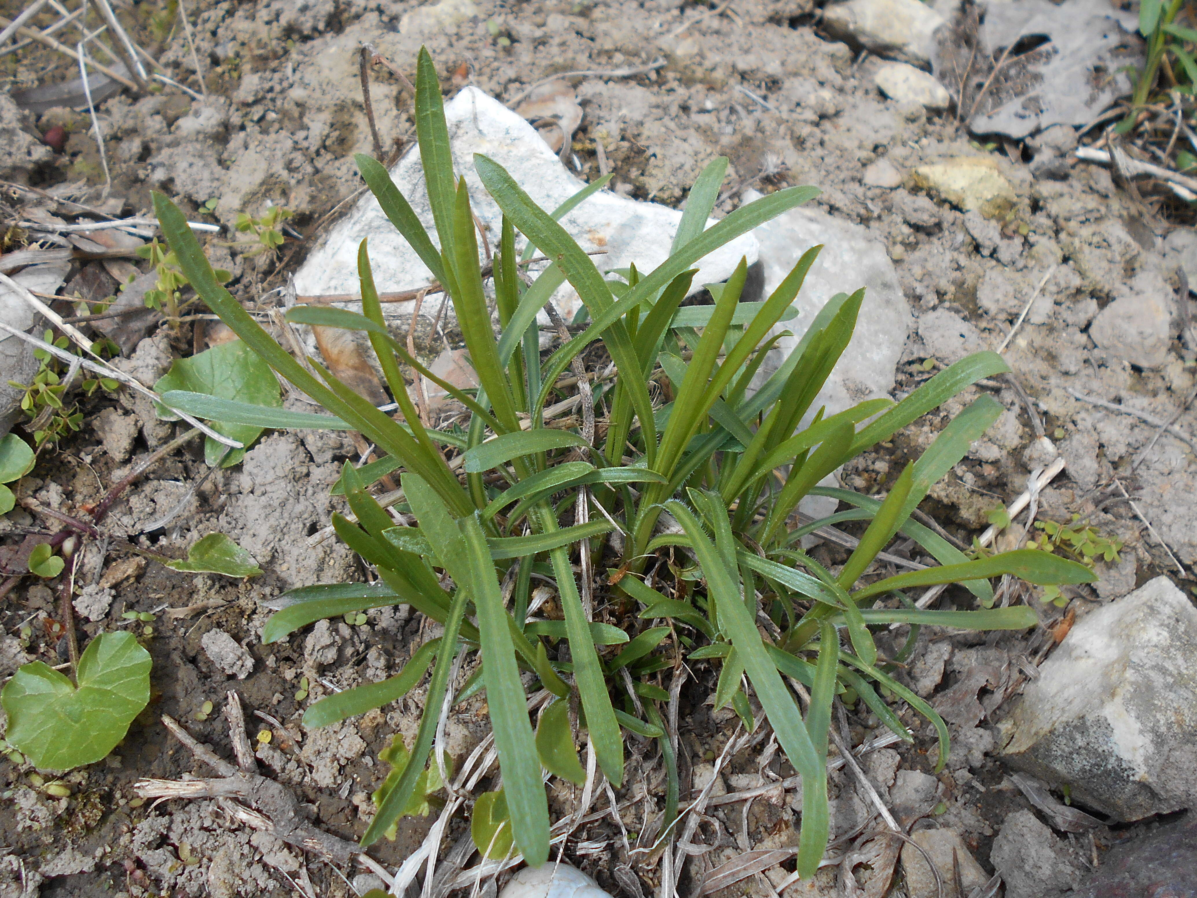 Image of prairie goldenrod