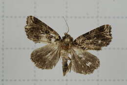 Image de Callopistria rivularis Walker 1857