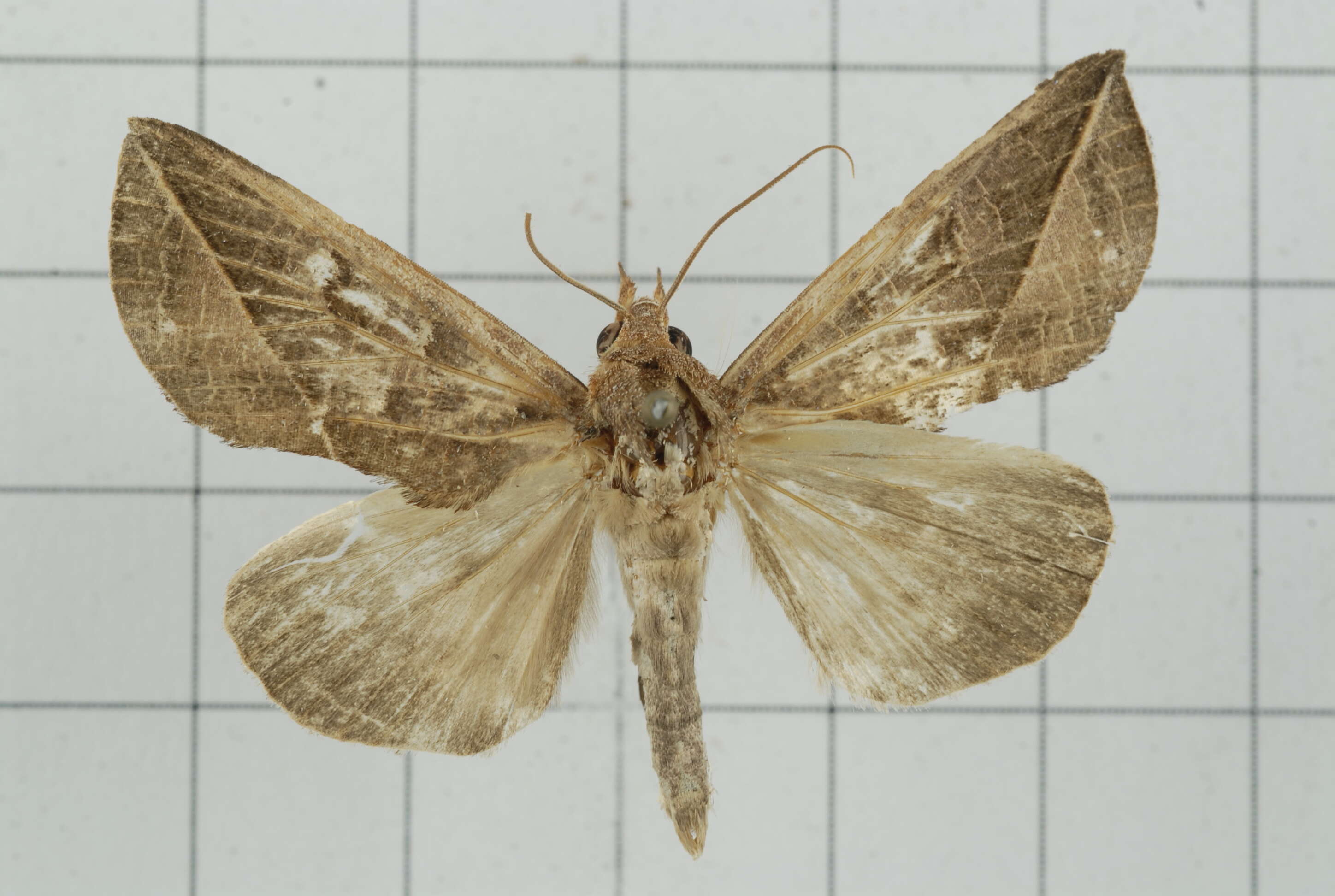 Слика од Calyptra fletcheri Berio 1956