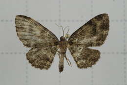 Image of Horisme hyperythra Hampson 1895