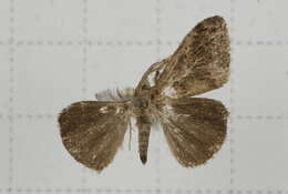 Image of Orgyia postica Walker 1855