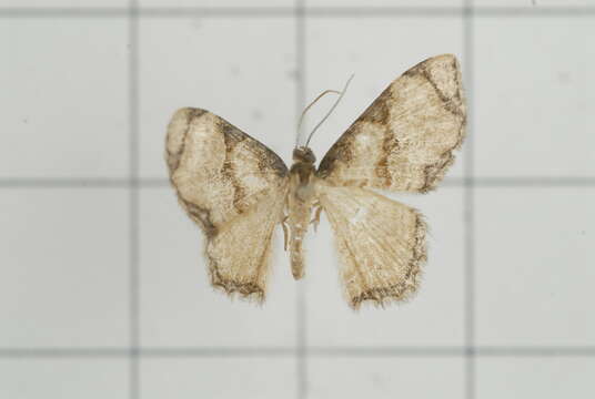 Слика од Chalyboclydon marginata Warren 1893