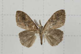 Image of Orgyia postica Walker 1855