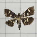 Image of Pyrausta mystica Caradja 1932