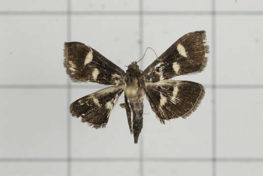 Image of Pyrausta mystica Caradja 1932