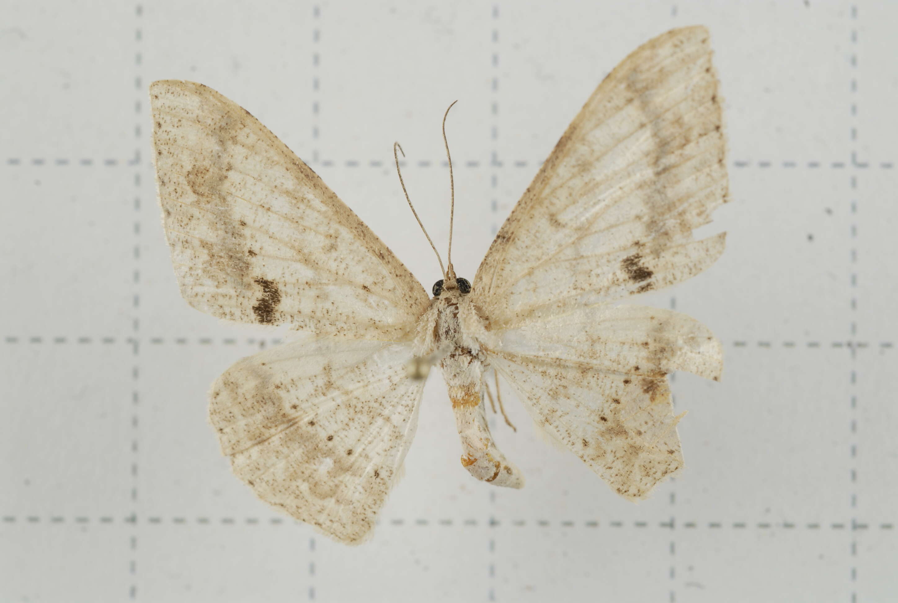 Image of Luxiaria mitorrhaphes Prout 1925