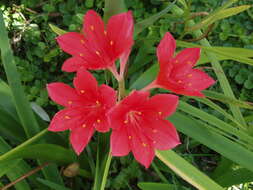 Image of George lily, Scarborough lily