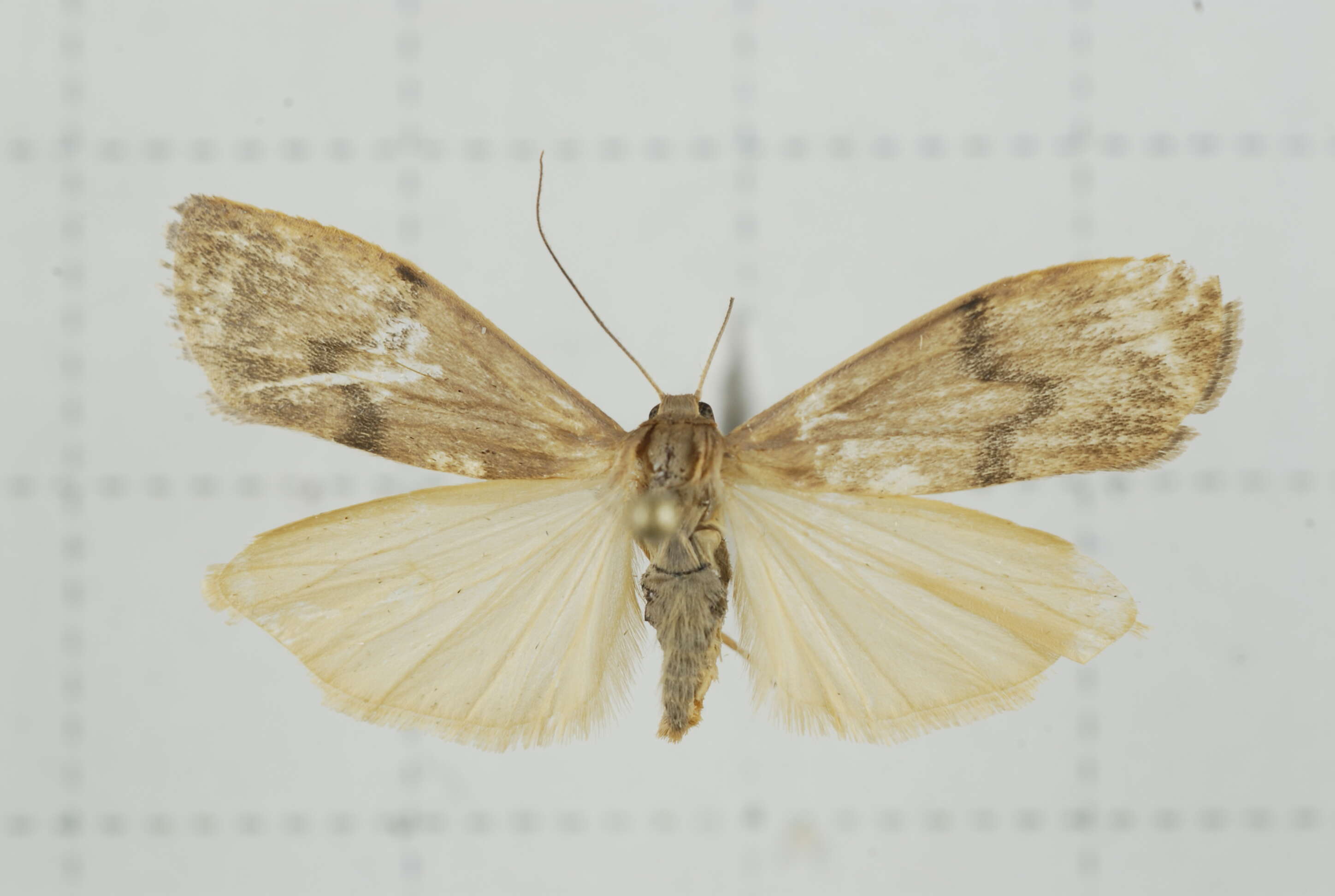 Image of Eilema ratonis Matsumura 1927