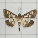 Image of Herpetogramma ochrimaculalis South 1901