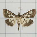 Herpetogramma ochrimaculalis South 1901 resmi