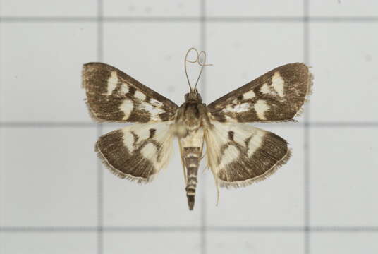 Herpetogramma ochrimaculalis South 1901 resmi