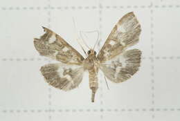 Image de Herpetogramma luctuosalis Guenée 1854