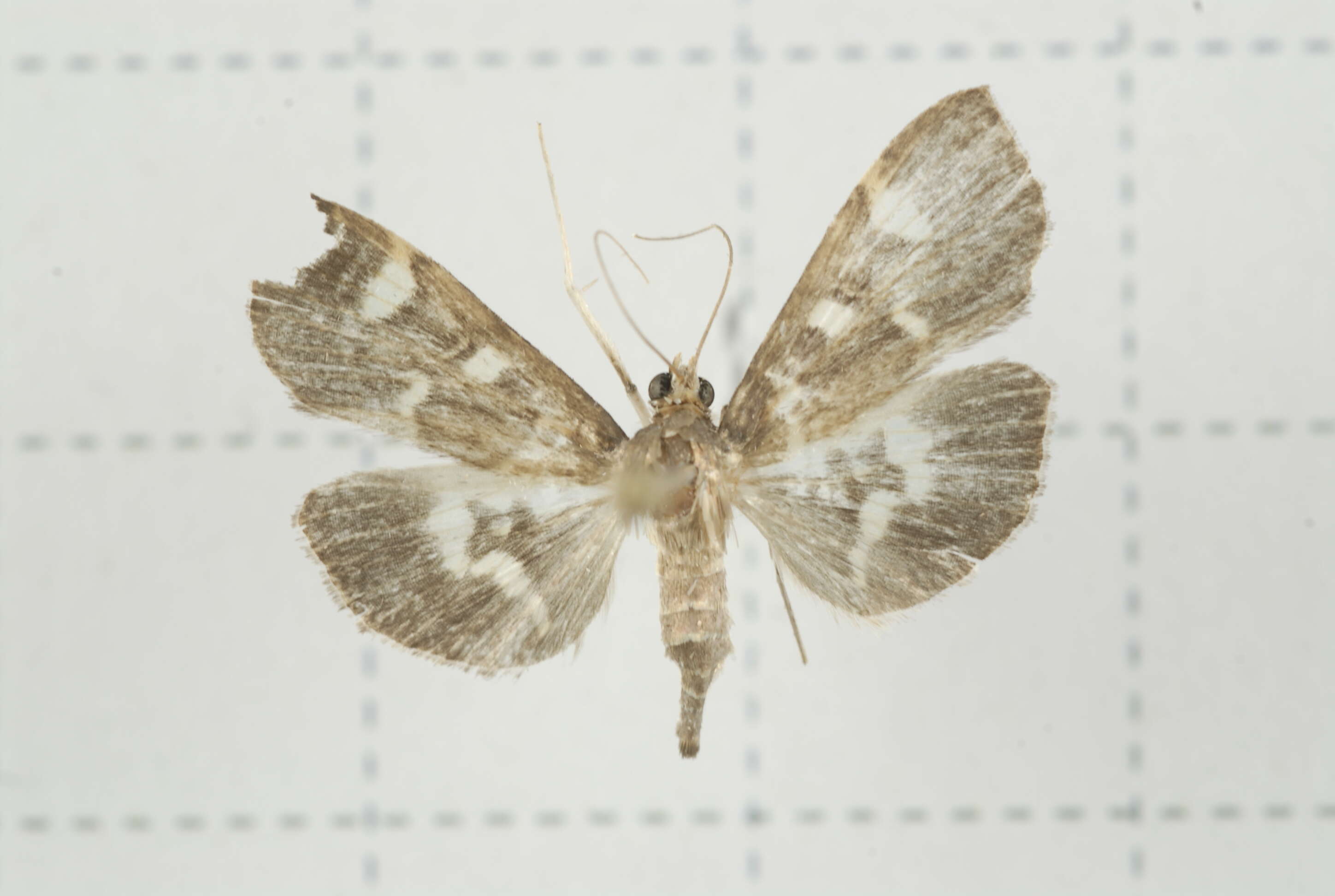 Image de Herpetogramma luctuosalis Guenée 1854