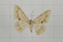 Image of Luxiaria mitorrhaphes Prout 1925