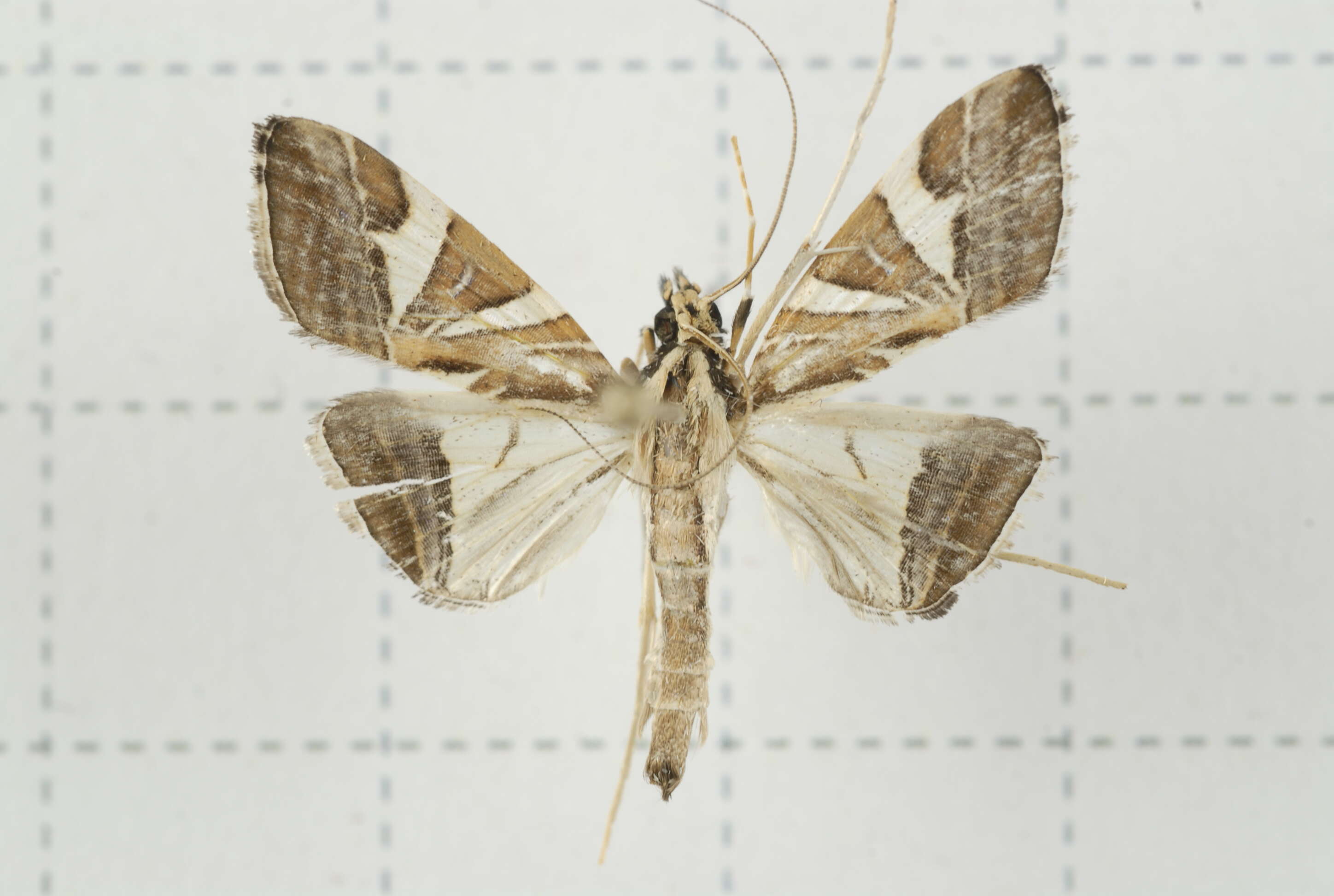 Sivun Agrioglypta itysalis Walker 1859 kuva