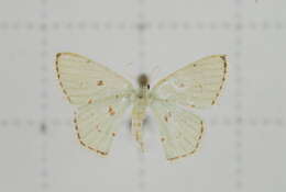 Image of Comostola laesaria Walker 1861