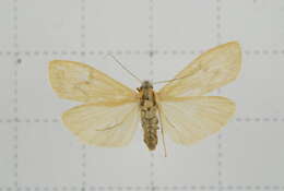 Image of Eilema ratonis Matsumura 1927