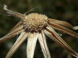 Image of beaked hawksbeard