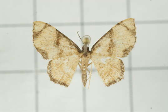 Слика од Chalyboclydon marginata Warren 1893