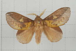 Image of Euthrix laeta Walker 1855