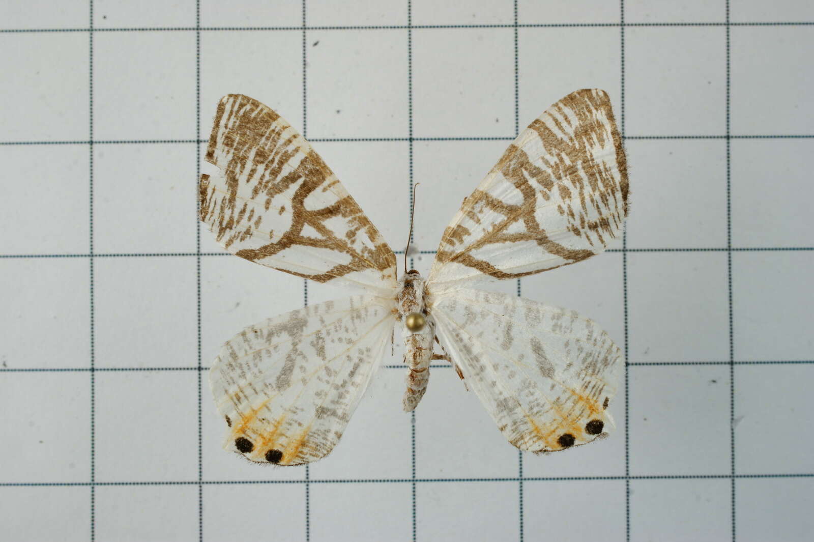 Image of Ourapteryx ramosa Wileman 1910