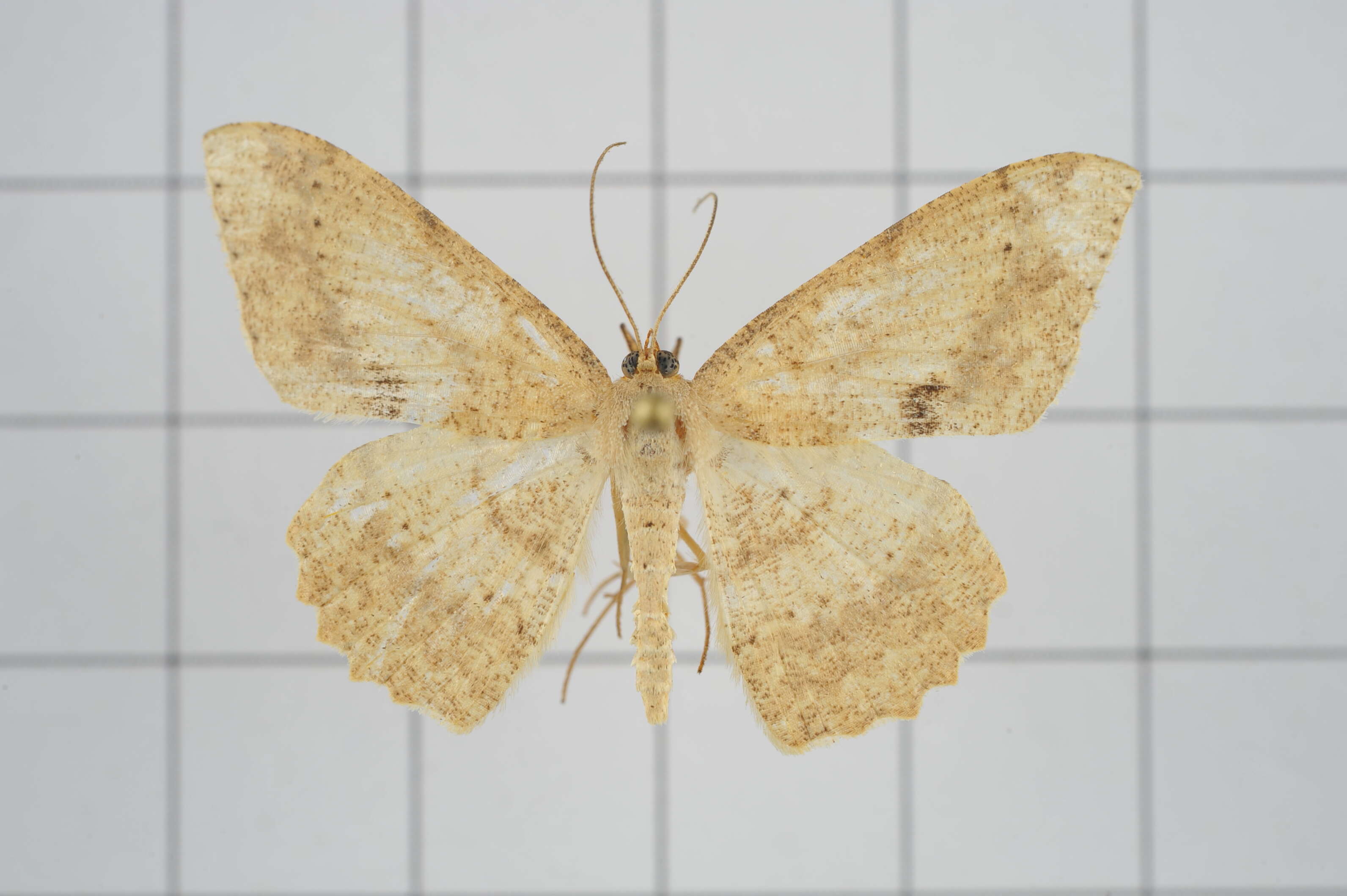 Image of Luxiaria mitorrhaphes Prout 1925